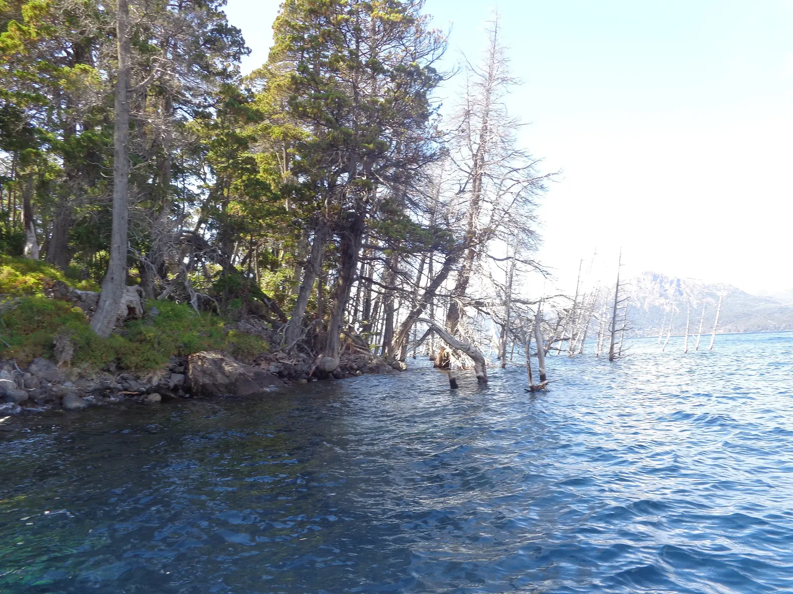 Bosque sumergido — Villa Traful, Neuquén Cipreses secos del bosque sumergido sobre la superficie del lago Traful.