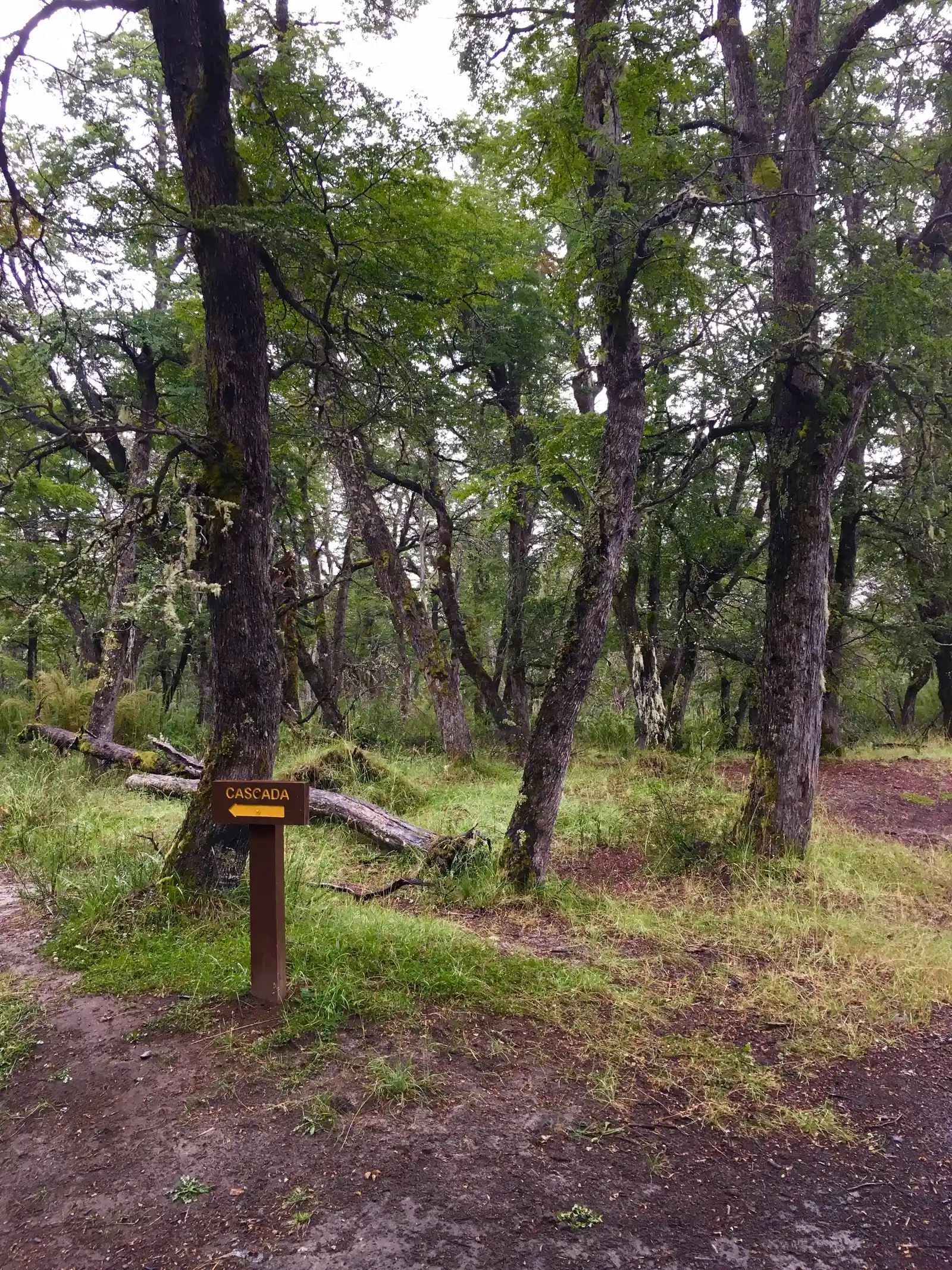 Cascadas Coa Có y Blanco — Villa Traful, Neuquén Foto tomada en el sendero a la cascada Ñivinco, que es otro recorrido del área. El bosque cerrado y la sombra son los mismos que vas a encontrar camino a Coa Có y Blanco.